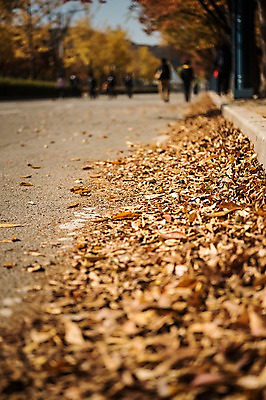 포토 JPG 주간 단풍 낙엽 풍경 여러명 야외 아웃포커스 가을풍경 산책로 가을 군중 경기도 인천 인천대공원 국내포토 자연요소 계절 공원 길 다수 잎 한국 촬영기법 사람 파일형식 가을_계절