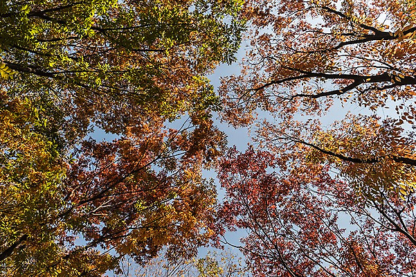 포토 JPG 주간 나무 로우앵글 단풍 낙엽 하늘 단풍나무 풍경 사람없음 야외 가을풍경 가을 경기도 인천 인천대공원 국내포토 자연요소 식물 계절 공원 뷰포인트 잎 한국 파일형식 가을_계절