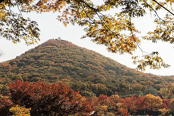 포토 JPG 주간 나무 단풍 낙엽 단풍나무 산 풍경 사람없음 야외 가을풍경 가을 경기도 인천 인천대공원 국내포토 자연요소 식물 계절 공원 잎 한국 파일형식 가을_계절