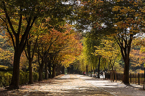 포토 JPG 주간 나무 공원 길 단풍 낙엽 벤치 단풍나무 휴식 사람 풍경 여러명 성인 야외 가을풍경 원근감 가을 보행자 경기도 인천 인천대공원 국내포토 자연요소 식물 계절 공공시설 뷰포인트 다수 컨셉 잎 의자 한국 파일형식 가을_계절