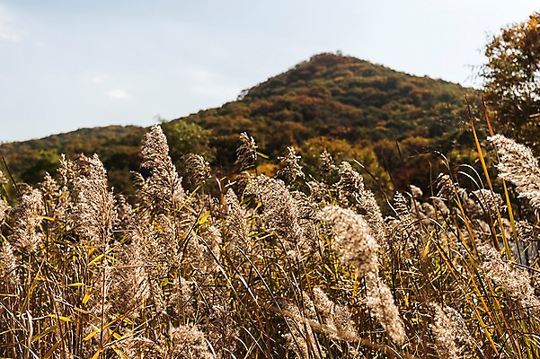 포토 JPG 주간 단풍나무 산 풍경 사람없음 야외 가을풍경 가을 억새 경기도 인천 인천대공원 국내포토 자연요소 나무 식물 계절 공원 단풍 한국 파일형식 가을_계절