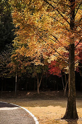 포토 JPG 주간 나무 단풍 낙엽 단풍나무 풍경 사람없음 야외 가을풍경 가을 경기도 인천 인천대공원 국내포토 자연요소 식물 계절 공원 잎 한국 파일형식 가을_계절