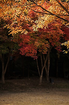 포토 JPG 주간 나무 단풍 낙엽 단풍나무 풍경 사람없음 야외 가을풍경 가을 경기도 인천 인천대공원 국내포토 자연요소 식물 계절 공원 잎 한국 파일형식 가을_계절