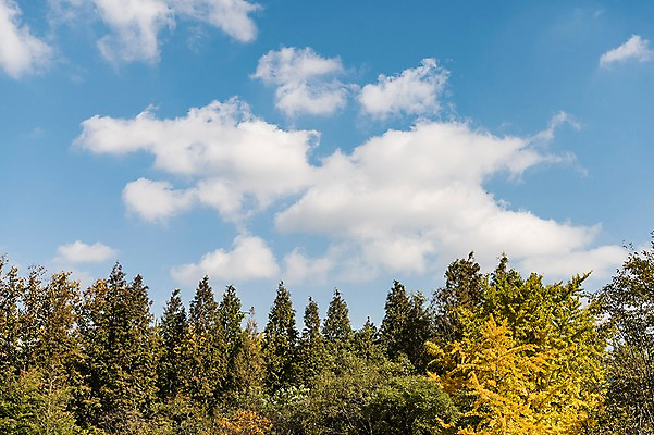 포토 JPG 주간 나무 구름 단풍 낙엽 하늘 풍경 사람없음 야외 가을풍경 가을 경기도 인천 인천대공원 국내포토 자연요소 식물 계절 공원 잎 한국 파일형식 가을_계절
