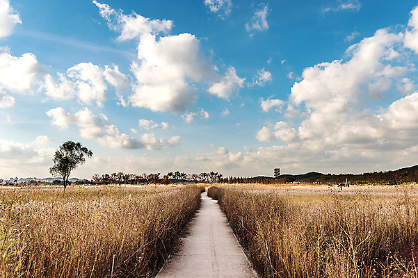 포토 JPG 주간 구름 공원 하늘 풍경 사람없음 야외 가을풍경 맑음 산책로 원근감 가을 억새 생태공원 억새밭 시흥 국내포토 자연요소 식물 계절 공공시설 길 뷰포인트 날씨 경기도 파일형식 가을_계절