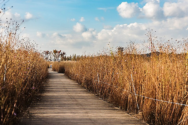 포토 JPG 주간 구름 공원 하늘 풍경 사람없음 야외 가을풍경 맑음 산책로 원근감 가을 억새 생태공원 억새밭 시흥 국내포토 자연요소 식물 계절 공공시설 길 뷰포인트 날씨 경기도 파일형식 가을_계절