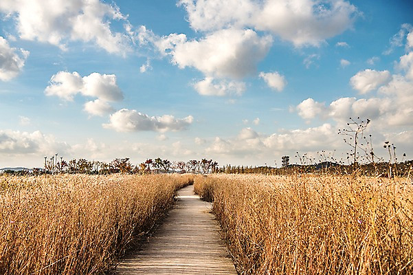 포토 JPG 주간 구름 공원 하늘 풍경 사람없음 야외 가을풍경 맑음 산책로 원근감 가을 억새 생태공원 억새밭 시흥 국내포토 자연요소 식물 계절 공공시설 길 뷰포인트 날씨 경기도 파일형식 가을_계절