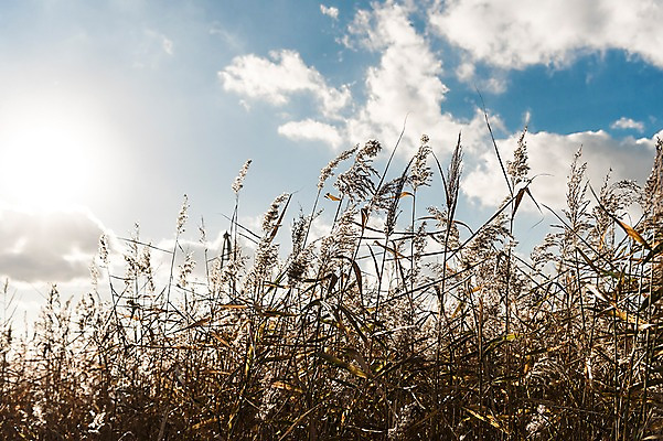 포토 JPG 주간 구름 공원 하늘 풍경 사람없음 야외 햇빛 가을풍경 가을 억새 생태공원 억새밭 시흥 국내포토 자연요소 식물 계절 공공시설 태양 경기도 파일형식 가을_계절