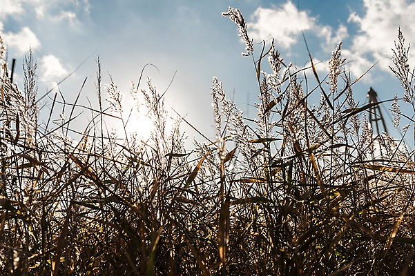 포토 JPG 주간 구름 공원 하늘 풍경 사람없음 야외 햇빛 가을풍경 가을 억새 생태공원 억새밭 시흥 국내포토 자연요소 식물 계절 공공시설 태양 경기도 파일형식 가을_계절