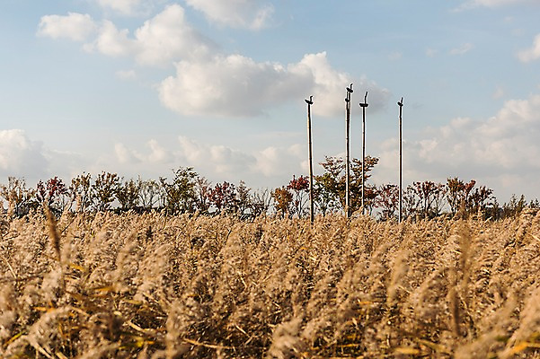 포토 JPG 주간 구름 공원 하늘 풍경 사람없음 야외 가을풍경 가을 억새 솟대 생태공원 억새밭 시흥 국내포토 자연요소 식물 계절 공공시설 경기도 파일형식 가을_계절