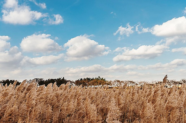포토 JPG 주간 구름 공원 하늘 풍경 사람없음 야외 가을풍경 맑음 가을 억새 생태공원 억새밭 시흥 국내포토 자연요소 식물 계절 공공시설 날씨 경기도 파일형식 가을_계절