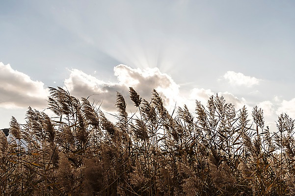 포토 JPG 주간 구름 공원 하늘 풍경 사람없음 야외 햇빛 가을풍경 가을 억새 생태공원 억새밭 시흥 국내포토 자연요소 식물 계절 공공시설 태양 경기도 파일형식 가을_계절