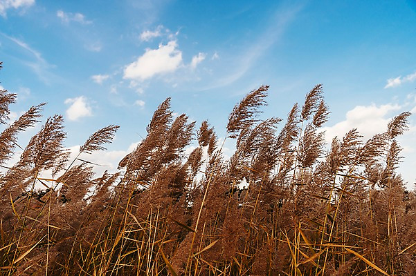 포토 JPG 주간 구름 공원 하늘 풍경 사람없음 야외 가을풍경 맑음 가을 억새 생태공원 억새밭 시흥 국내포토 자연요소 식물 계절 공공시설 날씨 경기도 파일형식 가을_계절