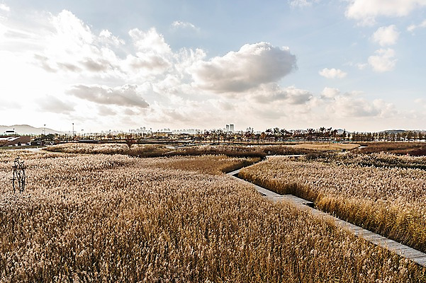 포토 JPG 주간 구름 공원 하늘 풍경 사람없음 야외 가을풍경 산책로 가을 억새 생태공원 억새밭 시흥 국내포토 자연요소 식물 계절 공공시설 길 경기도 파일형식 가을_계절