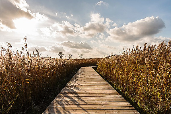 포토 JPG 주간 구름 공원 하늘 풍경 사람없음 야외 가을풍경 산책로 가을 억새 생태공원 억새밭 시흥 국내포토 자연요소 식물 계절 공공시설 길 경기도 파일형식 가을_계절