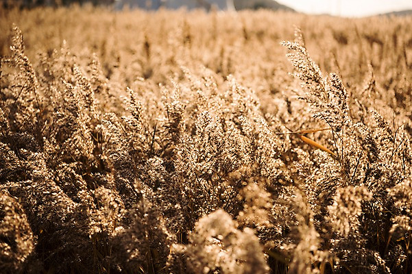 포토 JPG 주간 공원 풍경 사람없음 야외 가을풍경 가을 억새 생태공원 억새밭 시흥 국내포토 자연요소 식물 계절 공공시설 경기도 파일형식 가을_계절
