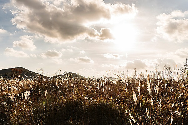 포토 JPG 주간 구름 공원 하늘 풍경 사람없음 야외 가을풍경 가을 억새 생태공원 억새밭 시흥 국내포토 자연요소 식물 계절 공공시설 경기도 파일형식 가을_계절