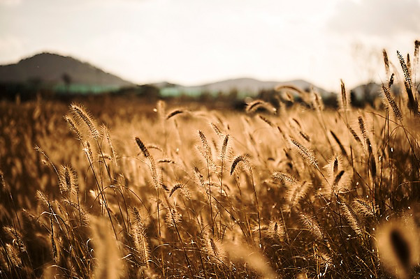 포토 JPG 주간 공원 풍경 사람없음 야외 아웃포커스 가을풍경 가을 강아지풀 생태공원 시흥 국내포토 자연요소 식물 계절 공공시설 촬영기법 경기도 한해살이풀 파일형식 가을_계절