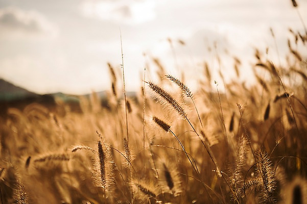 포토 JPG 주간 공원 풍경 사람없음 야외 아웃포커스 가을풍경 가을 강아지풀 생태공원 시흥 국내포토 자연요소 식물 계절 공공시설 촬영기법 경기도 한해살이풀 파일형식 가을_계절
