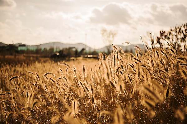 포토 JPG 주간 구름 공원 하늘 풍경 사람없음 야외 가을풍경 가을 강아지풀 생태공원 시흥 국내포토 자연요소 식물 계절 공공시설 경기도 한해살이풀 파일형식 가을_계절