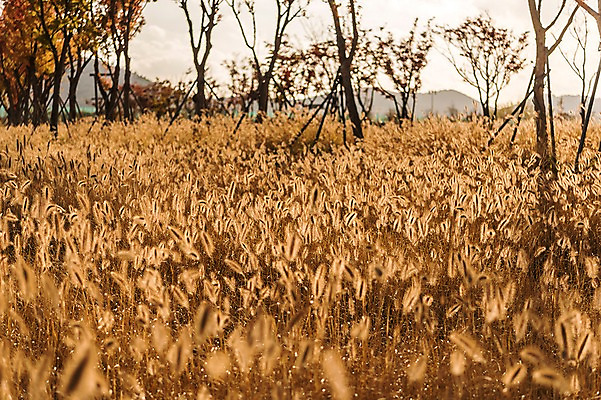 포토 JPG 주간 공원 풍경 사람없음 야외 가을풍경 가을 강아지풀 생태공원 시흥 국내포토 자연요소 식물 계절 공공시설 경기도 한해살이풀 파일형식 가을_계절