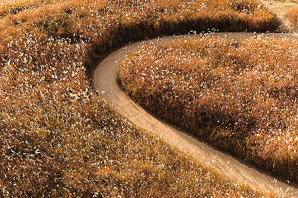 포토 JPG 주간 공원 풍경 사람없음 야외 하이앵글 가을풍경 산책로 가을 억새 생태공원 억새밭 시흥 국내포토 자연요소 식물 계절 공공시설 길 뷰포인트 경기도 파일형식 가을_계절