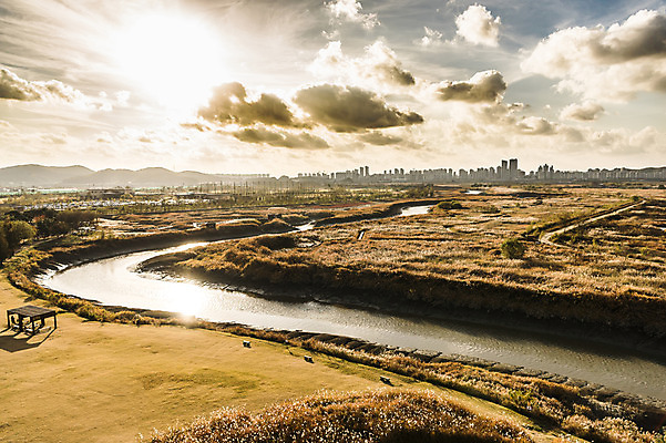 포토 자연요소 식물 계절 공원 공공시설 풍경 억새 경기도 파일형식 가을_계절 강 구름 하늘 억새밭 가을풍경 가을 사람없음 주간 야외 JPG 생태공원 시흥 국내포토