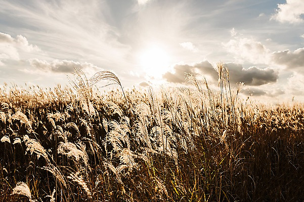 포토 JPG 주간 구름 공원 하늘 풍경 사람없음 야외 햇빛 가을풍경 가을 억새 생태공원 억새밭 시흥 국내포토 자연요소 식물 계절 공공시설 태양 경기도 파일형식 가을_계절