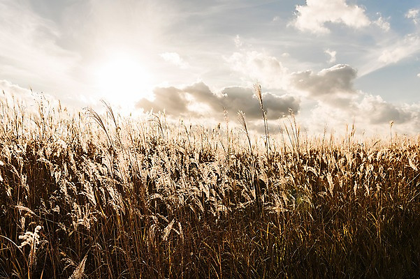 포토 JPG 주간 구름 공원 하늘 풍경 사람없음 야외 햇빛 가을풍경 가을 억새 생태공원 억새밭 시흥 국내포토 자연요소 식물 계절 공공시설 태양 경기도 파일형식 가을_계절