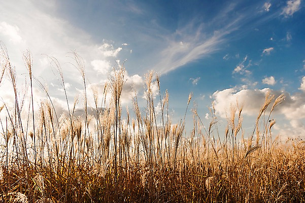 포토 JPG 주간 구름 공원 하늘 풍경 사람없음 야외 가을풍경 맑음 가을 억새 생태공원 억새밭 시흥 국내포토 자연요소 식물 계절 공공시설 날씨 경기도 파일형식 가을_계절