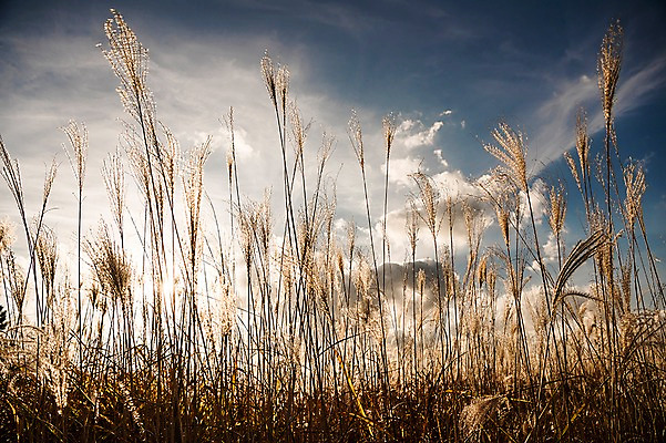 포토 JPG 주간 구름 공원 하늘 풍경 사람없음 야외 가을풍경 가을 억새 생태공원 억새밭 시흥 국내포토 자연요소 식물 계절 공공시설 경기도 파일형식 가을_계절