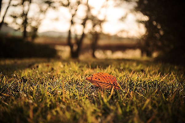 포토 자연요소 식물 계절 공원 공공시설 잎 촬영기법 풍경 경기도 파일형식 가을_계절 아웃포커스 잔디 가을풍경 가을 사람없음 주간 야외 JPG 생태공원 시흥 단풍 국내포토