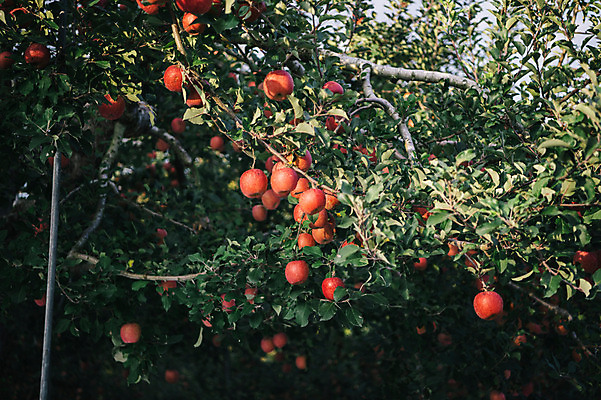 포토 JPG 주간 과일 사람없음 야외 사과 과수원 사과나무 사과농장 국내포토 자연요소 나무 농업 농장 파일형식