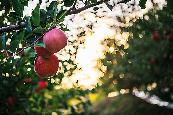 포토 JPG 주간 과일 근접촬영 사람없음 야외 아웃포커스 사과 과수원 사과나무 사과농장 국내포토 자연요소 나무 뷰포인트 농업 촬영기법 농장 파일형식
