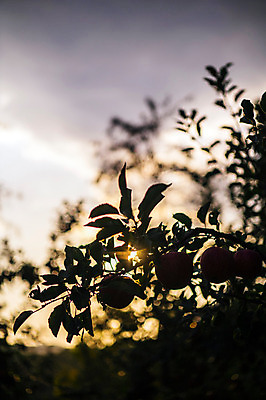 포토 JPG 주간 실루엣 과일 사람없음 야외 빛 사과 과수원 사과나무 사과농장 국내포토 자연요소 나무 농업 촬영기법 농장 파일형식