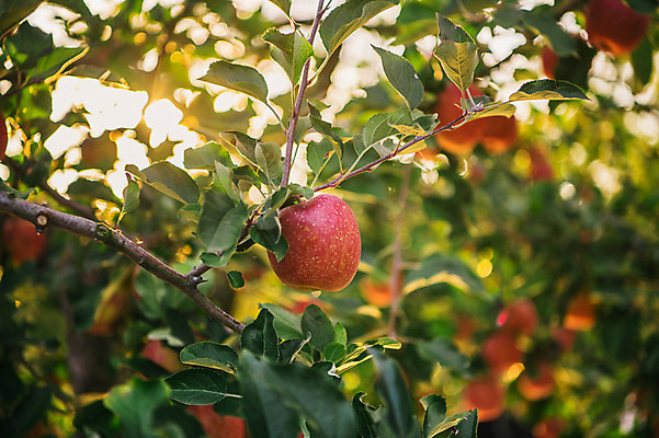 포토 JPG 주간 과일 사람없음 야외 아웃포커스 사과 과수원 사과나무 사과농장 국내포토 자연요소 나무 농업 촬영기법 농장 파일형식
