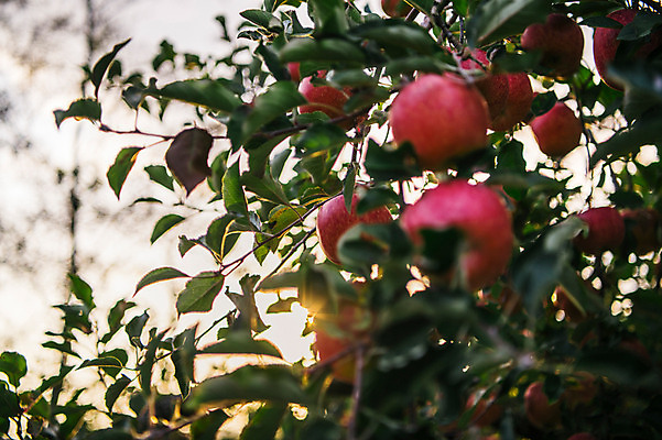 포토 JPG 주간 과일 사람없음 야외 아웃포커스 사과 과수원 사과나무 사과농장 국내포토 자연요소 나무 농업 촬영기법 농장 파일형식