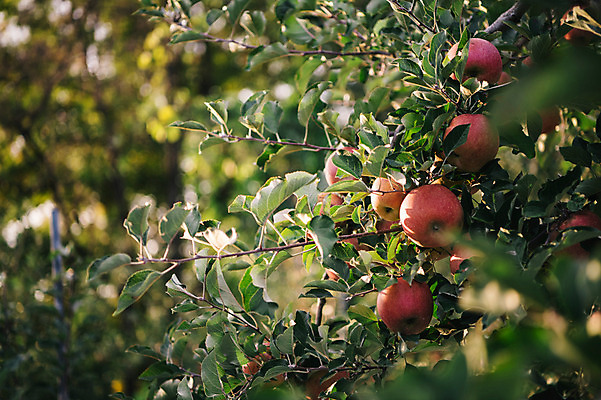 포토 JPG 주간 과일 사람없음 야외 아웃포커스 사과 과수원 사과나무 사과농장 국내포토 자연요소 나무 농업 촬영기법 농장 파일형식