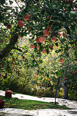 포토 JPG 주간 과일 사람없음 야외 사과 과수원 사과나무 사과농장 국내포토 자연요소 나무 농업 농장 파일형식
