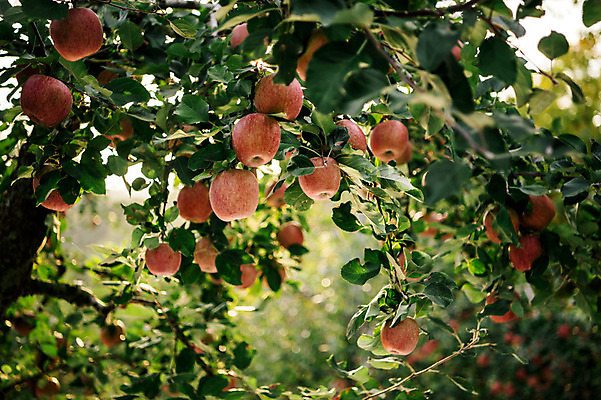 포토 JPG 주간 과일 사람없음 야외 사과 과수원 사과나무 사과농장 국내포토 자연요소 나무 농업 농장 파일형식