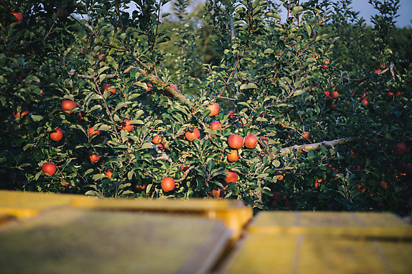 포토 JPG 주간 과일 사람없음 야외 아웃포커스 사과 과수원 사과나무 사과농장 국내포토 자연요소 나무 농업 촬영기법 농장 파일형식