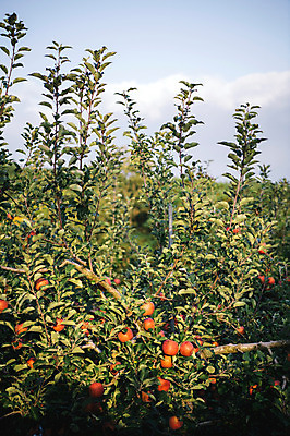 포토 JPG 주간 과일 사람없음 야외 사과 과수원 사과나무 사과농장 국내포토 자연요소 나무 농업 농장 파일형식