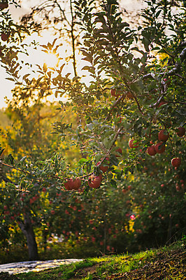 포토 JPG 주간 과일 사람없음 야외 빛 사과 과수원 사과나무 사과농장 국내포토 자연요소 나무 농업 농장 파일형식