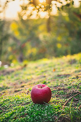 포토 JPG 주간 과일 근접촬영 잔디 사람없음 야외 아웃포커스 사과 과수원 사과나무 사과농장 국내포토 자연요소 나무 식물 뷰포인트 농업 촬영기법 농장 파일형식