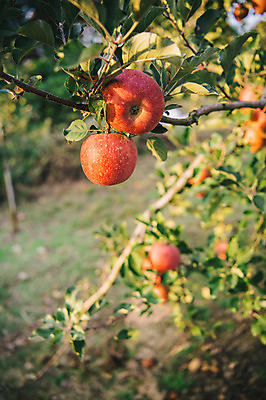 포토 JPG 주간 과일 근접촬영 사람없음 야외 아웃포커스 사과 과수원 사과나무 사과농장 국내포토 자연요소 나무 뷰포인트 농업 촬영기법 농장 파일형식