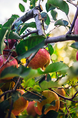 포토 JPG 주간 과일 나뭇잎 근접촬영 사람없음 야외 사과 과수원 사과나무 사과농장 국내포토 자연요소 나무 뷰포인트 잎 농업 농장 파일형식