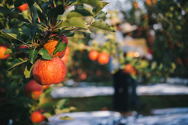 포토 JPG 주간 과일 근접촬영 사람없음 야외 아웃포커스 사과 과수원 사과나무 사과농장 국내포토 자연요소 나무 뷰포인트 농업 촬영기법 농장 파일형식