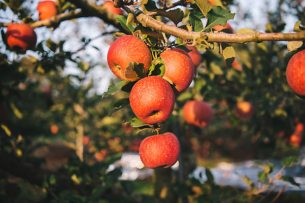 포토 JPG 주간 과일 사람없음 야외 아웃포커스 사과 과수원 사과나무 사과농장 국내포토 자연요소 나무 농업 촬영기법 농장 파일형식