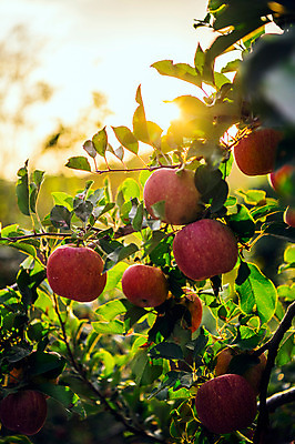포토 JPG 주간 과일 사람없음 야외 사과 과수원 사과나무 사과농장 국내포토 자연요소 나무 농업 농장 파일형식