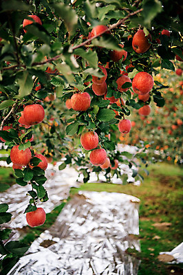 포토 JPG 주간 과일 사람없음 야외 아웃포커스 사과 과수원 사과나무 사과농장 국내포토 자연요소 나무 농업 촬영기법 농장 파일형식